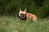 BOULEDOGUE FRANCAIS 871